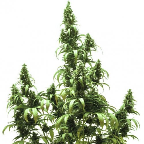 Dutch Passion Seeds AutoBlueberry (Автоцветущие феминизированные)