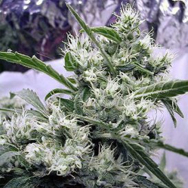 AK-47 (Обычные)