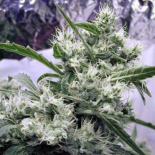 Serious Seeds AK-47 (Феминизированные)