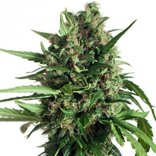 Dutch Passion Seeds Taiga #2 (Автоцветущие феминизированные)