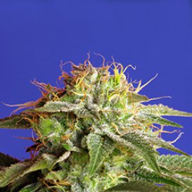 Green Poison FAST Version (Феминизированные)
