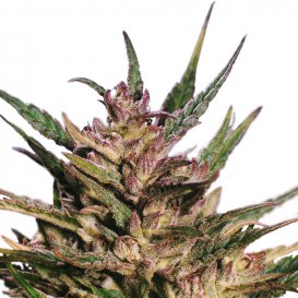Dutch Passion Seeds Passion #1 (Обычные)