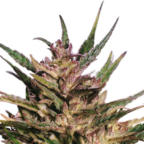 Dutch Passion Seeds Passion #1 (Феминизированные)