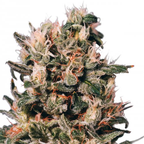 Dutch Passion Seeds Euforia (Обычные)