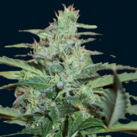 The 7 Dwarfs Seedbank Colossus (Автоцветущие феминизированные)