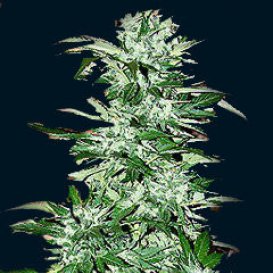 The 7 Dwarfs Seedbank Cyclops (Автоцветущие феминизированные)