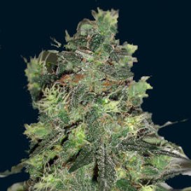 The 7 Dwarfs Seedbank Goliath (Автоцветущие феминизированные)