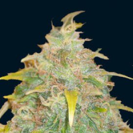 Trojan (Автоцветущие феминизированные)