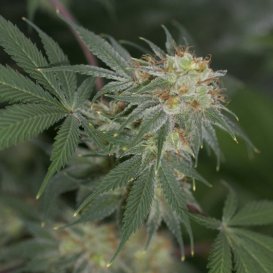 Archive Seeds Bazooka JoeG (Обычные)