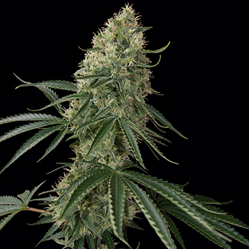 Barney's Farm Seeds Sin Tra Bajo (Автоцветущие феминизированные)