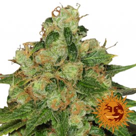 Barney's Farm Seeds CBD Caramel Regular (Феминизированные)