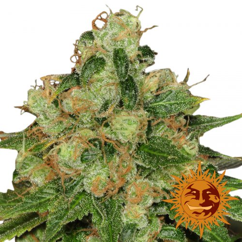 Barney's Farm Seeds CBD Caramel Regular (Феминизированные)