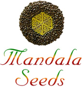 Mandala Seeds