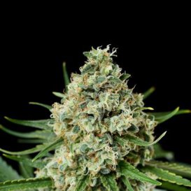 Dinafem Seeds Critical+ 2.0 (Феминизированные)
