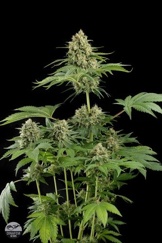 Dinafem Seeds Moby Dick (Феминизированные)