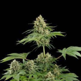 Dinafem Seeds Moby Dick (Феминизированные)