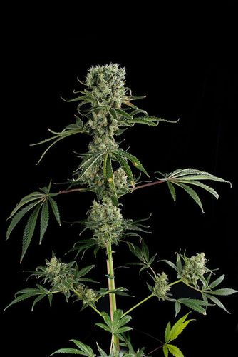 Dinafem Seeds Moby Dick #2 (Феминизированные)