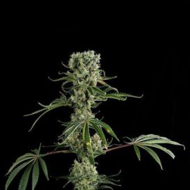 Dinafem Seeds Moby Dick #2 (Феминизированные)