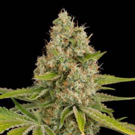 Dinafem Seeds OG Kush (Феминизированные)