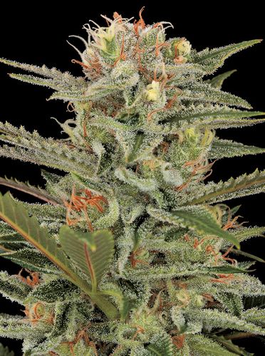 Dinafem Seeds Original Amnesia (Феминизированные)
