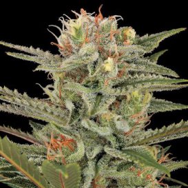 Dinafem Seeds Original Amnesia (Феминизированные)