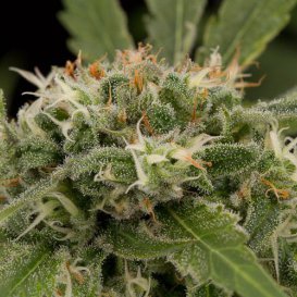 Dinafem Seeds Strawberry Amnesia (Феминизированные)