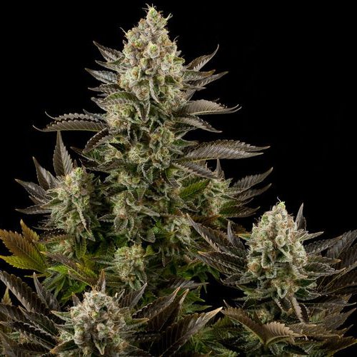 Dinafem Seeds White Widow (Феминизированные)