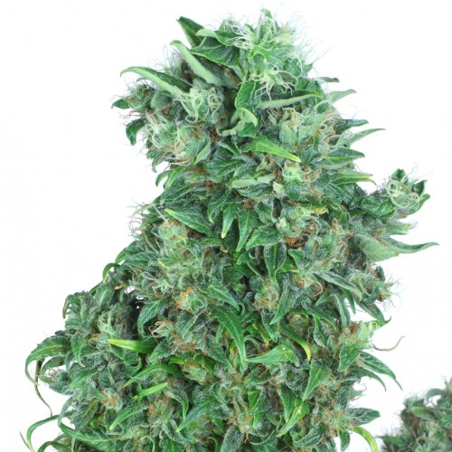 Dutch Passion Seeds Think Different (Автоцветущие феминизированные)