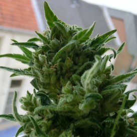 KC 33 (Феминизированные)