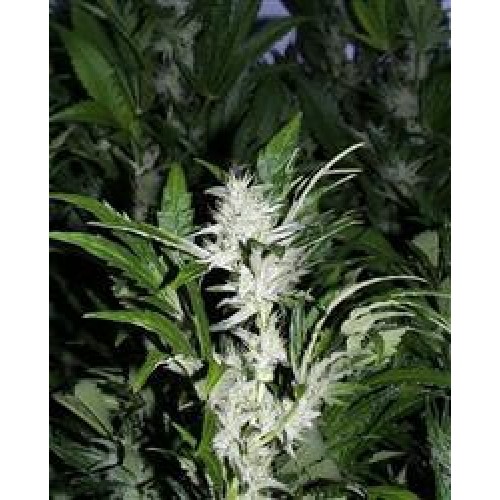 KC Brains KC 39 (Феминизированные)