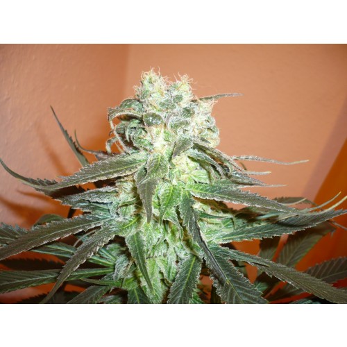 KC Brains Mango (Феминизированные)