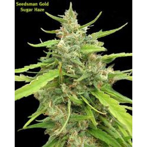 Seedsman Sugar Haze (Обычные)