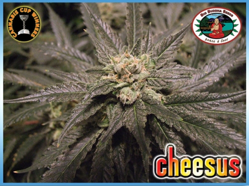 Big Buddha Seeds Cheesus (Феминизированные)