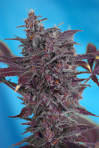 Sweet Seeds Black Cream (Автоцветущие феминизированные)