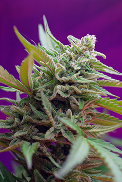 Sweet Seeds Black Jack (Автоцветущие феминизированные)