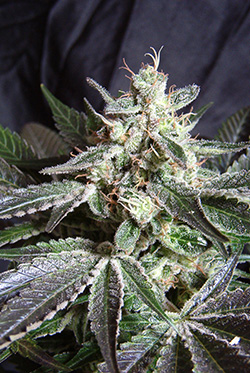 Sweet Seeds Black Jack (Феминизированные)