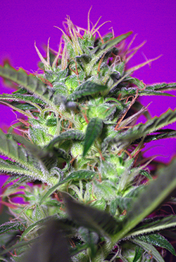 Sweet Seeds Botafumeiros (Феминизированные)