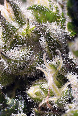 Sweet Seeds Caramel Cream