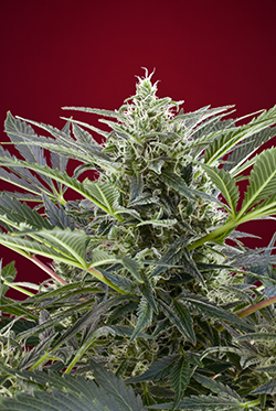 Sweet Seeds Cream 47 (Феминизированные)