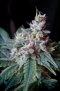Sweet Seeds Cream Caramel (Феминизированные)