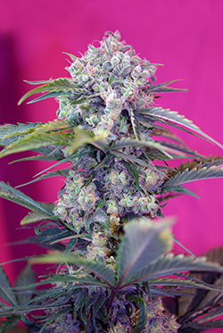 Sweet Seeds Cream Mandarine (Автоцветущие феминизированные)