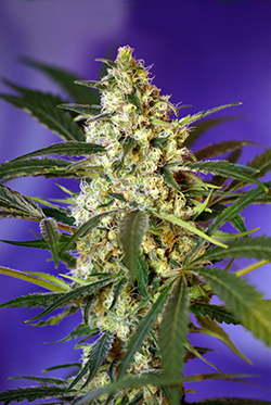 Sweet Seeds Fast Bud #2 (Автоцветущие феминизированные)