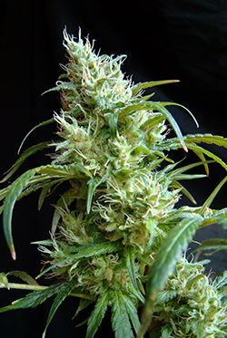 Sweet Seeds Flash Back #2 (Феминизированные)