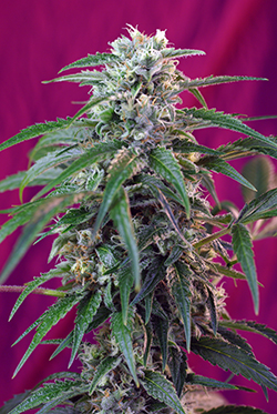 Sweet Seeds Green Poison (Автоцветущие феминизированные)