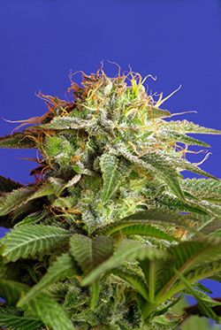 Sweet Seeds Green Poison (Феминизированные)