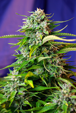 Sweet Seeds Jack 47 (Автоцветущие феминизированные)