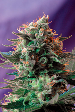 Sweet Seeds Jack 47 (Феминизированные)