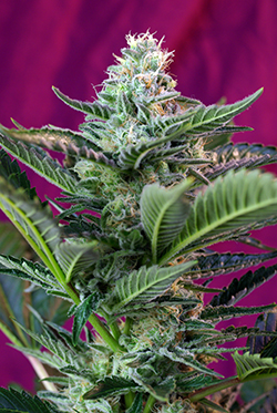 Sweet Seeds Mohan Ram (Автоцветущие феминизированные)