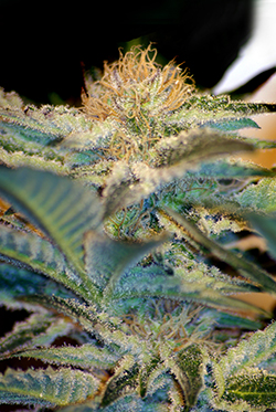 Sweet Seeds Mohan Ram (Феминизированные)