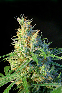 Sweet Seeds Psicodelicia (Феминизированные)